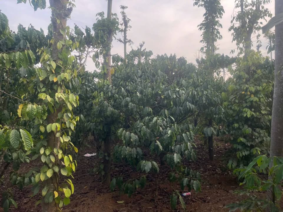 Đất nền Lộc Ngãi 1.68ha - Sổ đỏ chính chủ, giá tốt đầu tư!