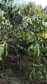 Bán Đất Vườn 10.000m² Tỉnh Lâm Đồng - Giá 3 Tỷ, Sẵn Sàng Đầu Tư