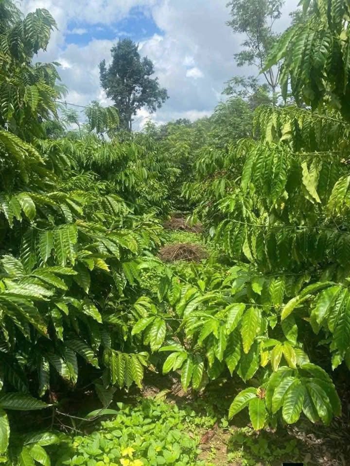 Đất vườn Cư Kuin 1980m² - Sổ đỏ chính chủ, ô tô vào tận nơi!