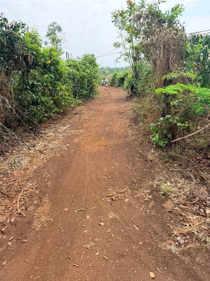 Đất Vườn Phú Yên 22.320m² - Ô tô Tận Nơi, Giá Chỉ 1 Tỷ