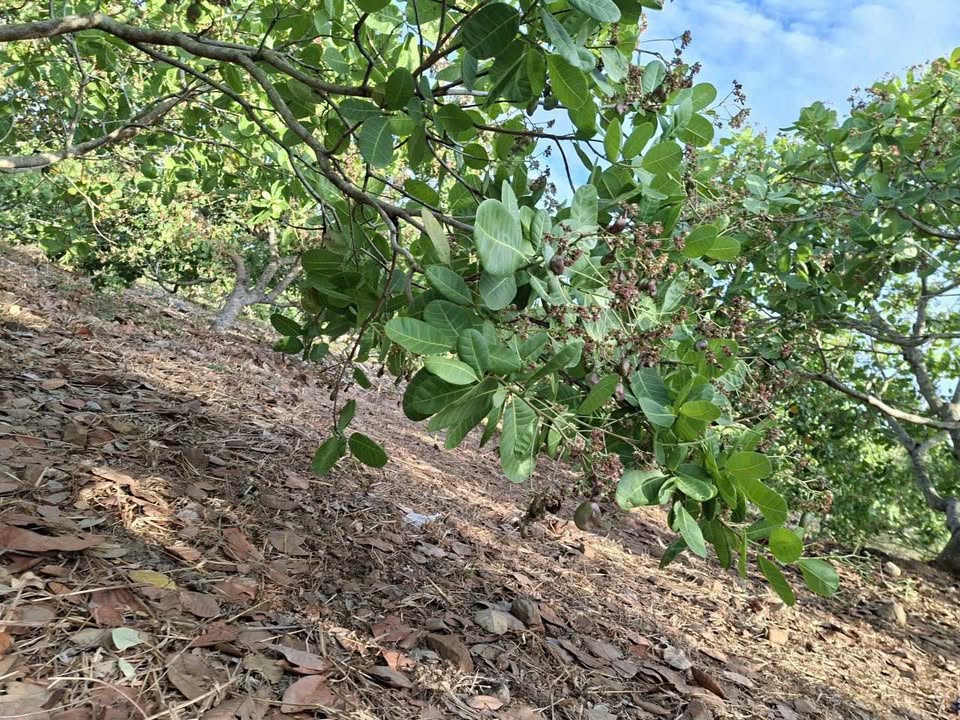 Đất Rẫy Buôn Đôn 5.5ha - Sổ Đỏ Chính Chủ, Đường Ô Tô Tận Nơi!