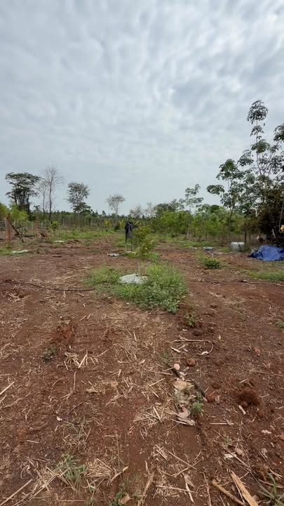 Lô Đất Ấp 3 Thiện Hưng 1410m² Bình Phước - Tiềm năng tăng giá vượt trội!