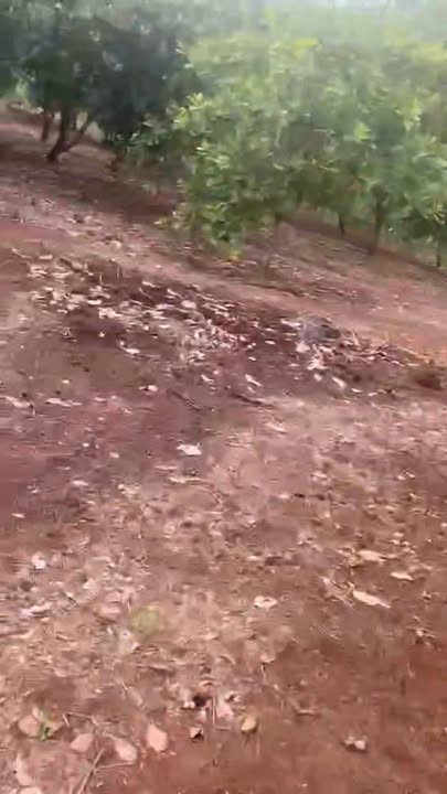 Bán Gấp Đất Vườn Bình Phước 15.000m² - Giá 1.3 Tỷ Chính Chủ