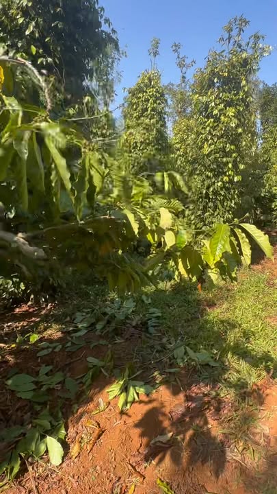 Đất vườn Đức An, Đức Trọng 1.1 hecta - An yên tĩnh lặng