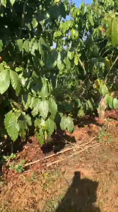 Đất Vườn 3060m² Lộc Phú, Bảo Lâm - Sổ Đỏ Sẵn Sàng