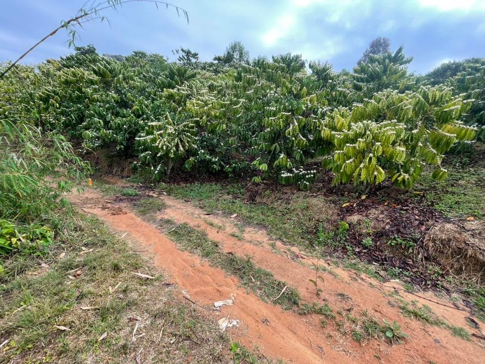 Đất Vườn Krông Nô 1.6ha giá 2.5 tỷ - Đầu tư dài hạn!