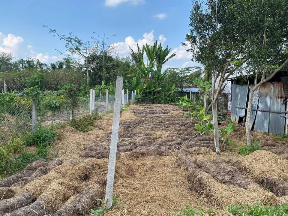 Đất Nền 150m² Cần Thơ Giá 560 Triệu - Sổ Hồng, Tiềm Năng Sinh Lời!