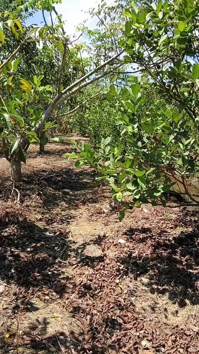 Bán Gấp Trang Trại 4800m² Sóc Trăng - Sẵn Cây Ăn Trái, Giá 1.248 Tỷ