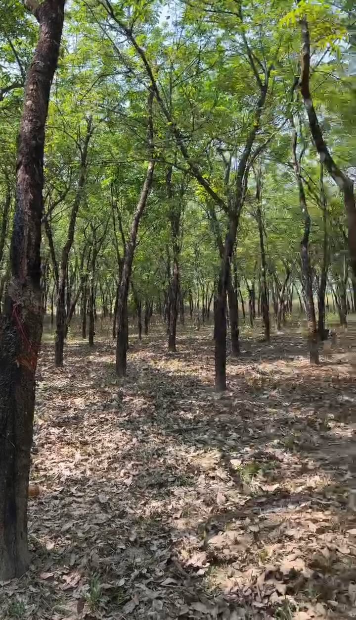 Đất nền Lộc Hưng, Lộc Ninh 16200m² - Sổ đỏ chính chủ!