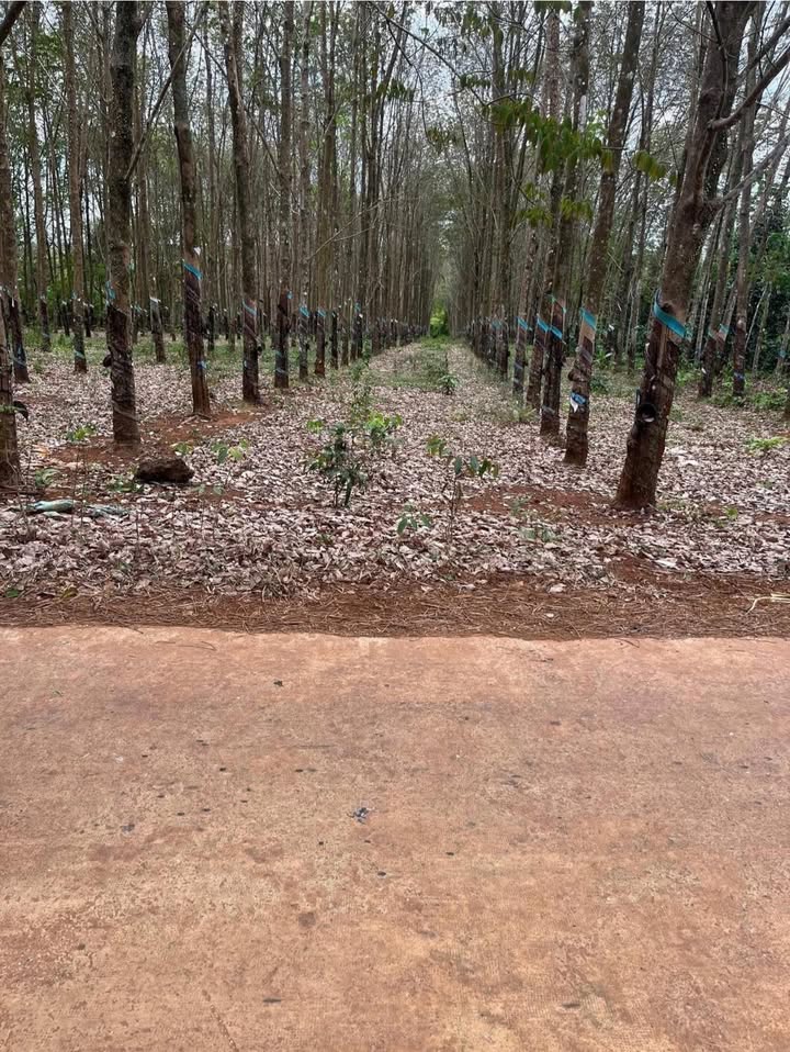 Đất nền Phước Sơn Bù Đăng 3,4ha 8,5 tỷ – Sổ đỏ