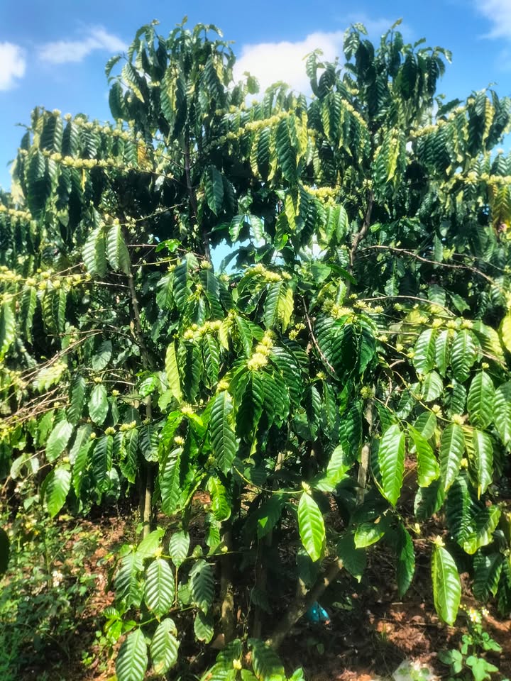 Bán Đất Vườn 10.000m² Cà Phê Đẹp, Lâm Đồng - Giá 1.5 Tỷ