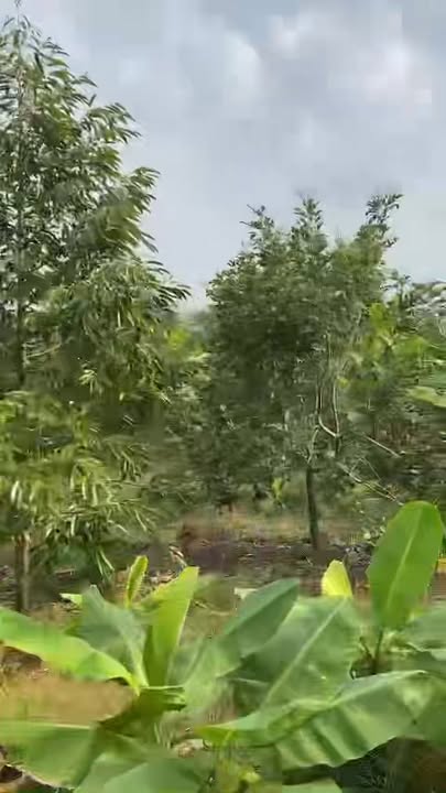 Vuon trai cay Xuan Thien 1620m2 gia 2.7 ty - Dau tu dai han