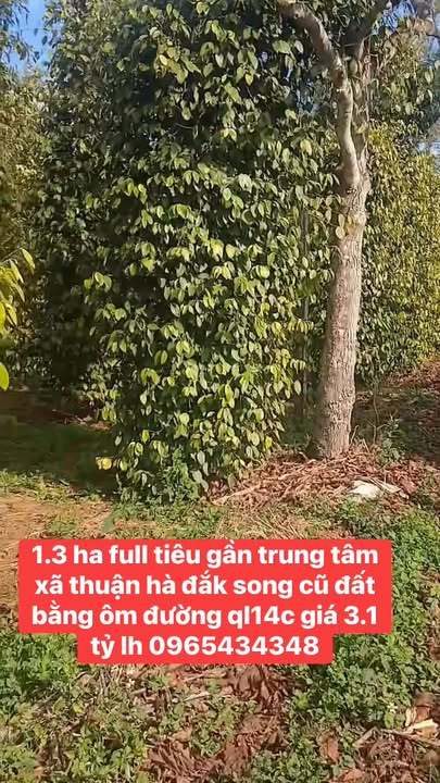 Bán 1.3ha Đất Mặt Tiền QL14C, Xã Thuận Hạnh, Đắk Song - Giá 3.1 Tỷ