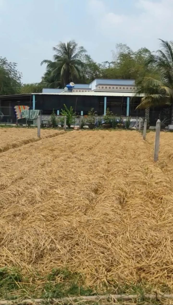 Đất Thổ Cư Bến Lức 130m² Sổ Hồng Riêng - Giá 1.43 Tỷ