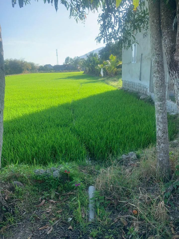 Đất Vườn Diên Khánh 900m² - Giá 299 Triệu - Sổ Đỏ Rõ Ràng