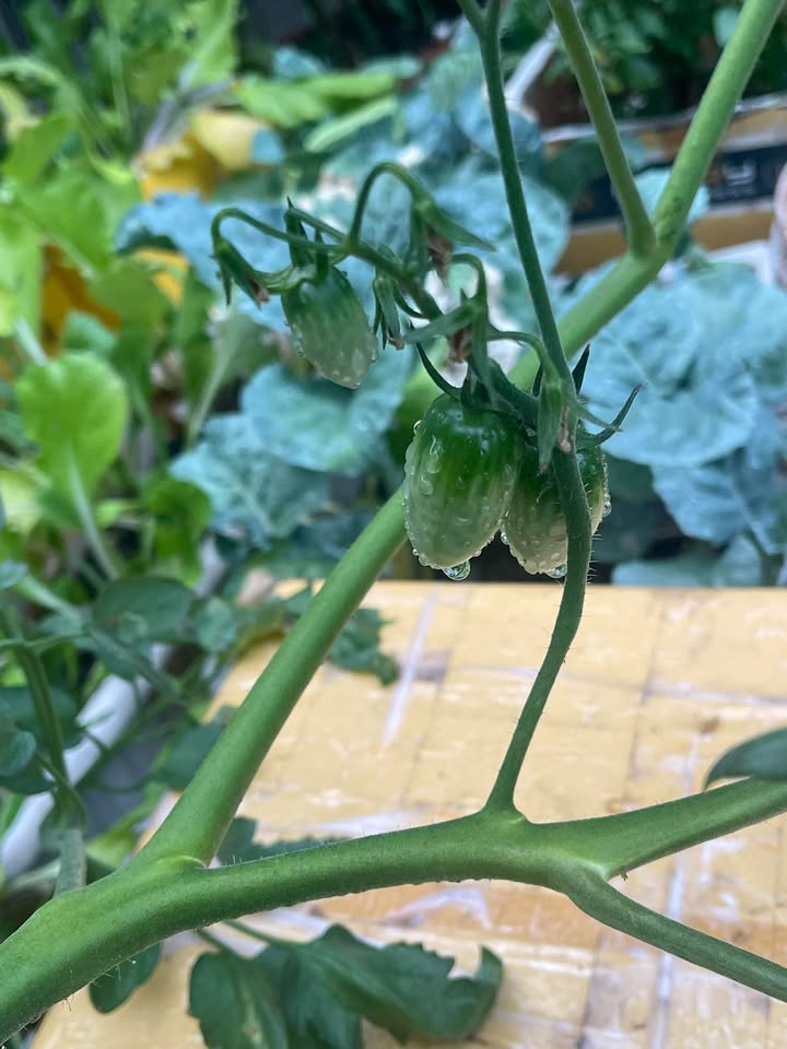 Bán Đất 40m² F. Hiệp Bình Chánh, Thủ Đức - Giá 830 Triệu