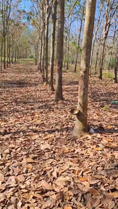 Đất Farm Xuân Hòa, Xuân Lộc 2.3ha giá 4.8 tỷ - Cơ hội đầu tư dài hạn!