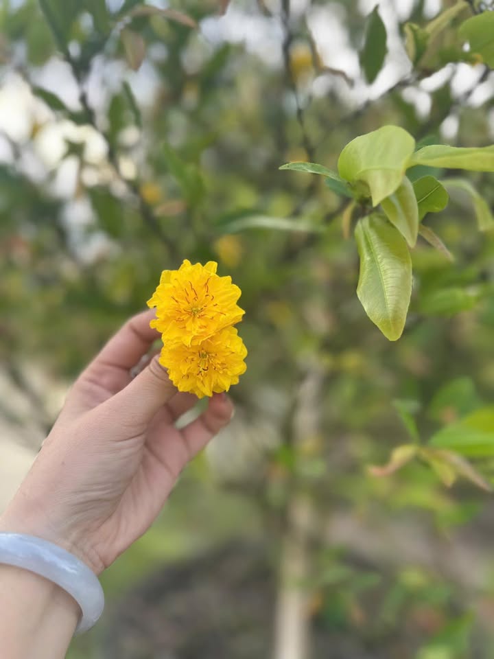 Đất Vườn Cờ Đỏ Cần Thơ 1200m² dưới 2 tỷ - Nghỉ dưỡng lý tưởng!