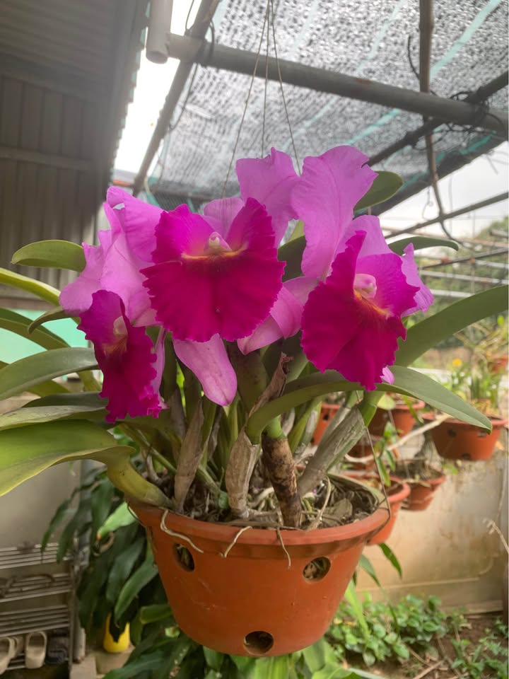 Nhà mái bằng Ngõ 267 Trần Lãm, Thái Bình - Sẵn sàng ở ngay!