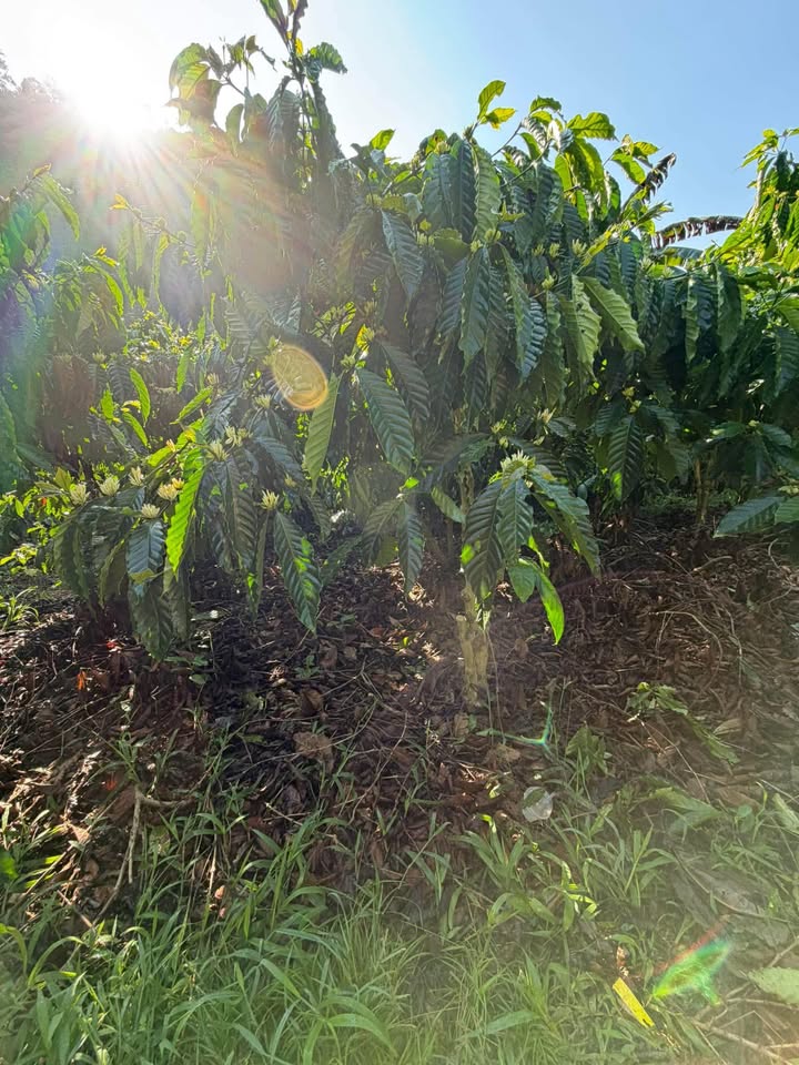 Bán Gấp Đất Farm 7 Sào View Suối Đẹp, Đam Rông - 600 Triệu