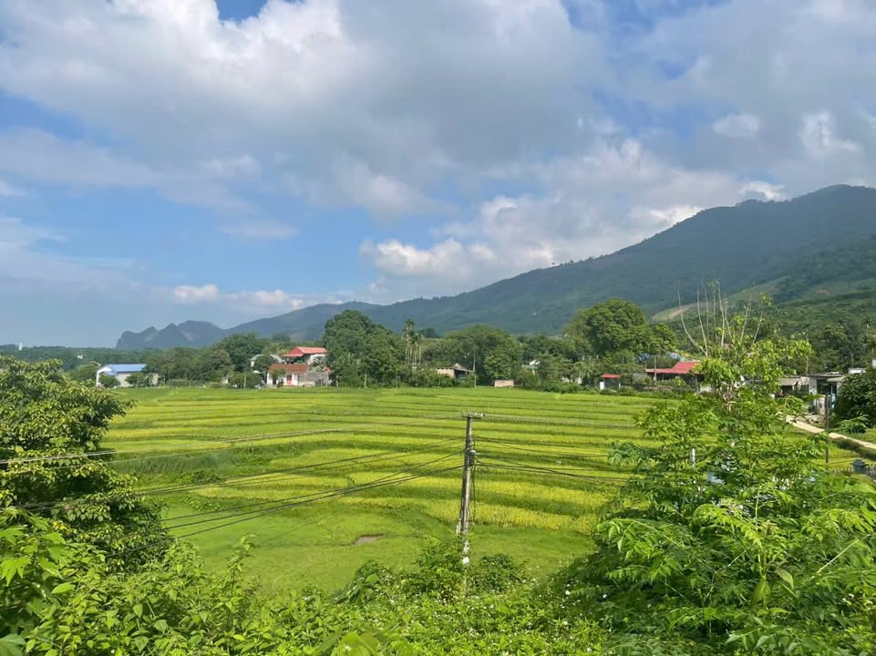 Bán Gấp Đất Nền Lương Sơn 1331m² Sổ Đỏ - View Đồng Thoáng Đãng