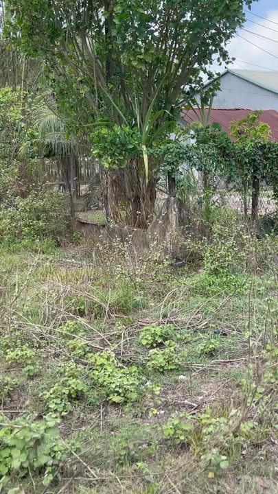 Đất Vườn 900m² Sổ Thổ Cư Tại Trảng Bàng, Tây Ninh - Giá 1.55 Tỷ