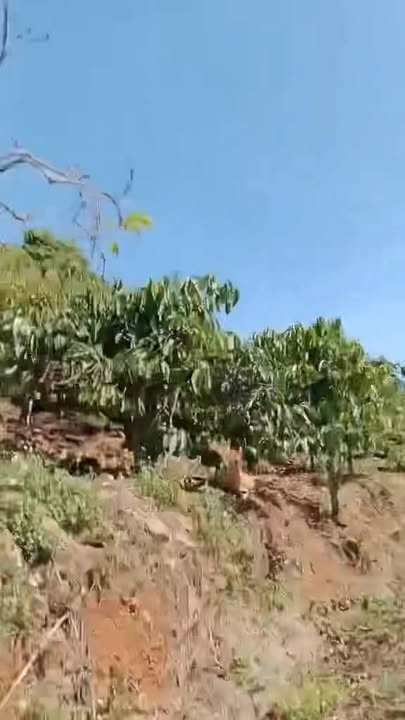 Đất vườn Tân Nghĩa, Di Linh 1.3ha - Sổ đỏ, nghỉ dưỡng lý tưởng!