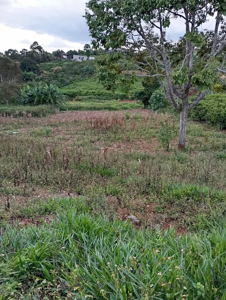 Đất nền Di Linh 500m² Sổ đỏ chính chủ, tiềm năng đầu tư!