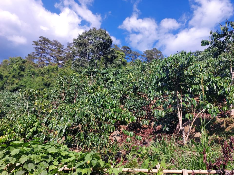 Bán Đất Nền Di Linh 1800m² - Sổ Đỏ Rõ Ràng, Giá Chỉ 700 Triệu