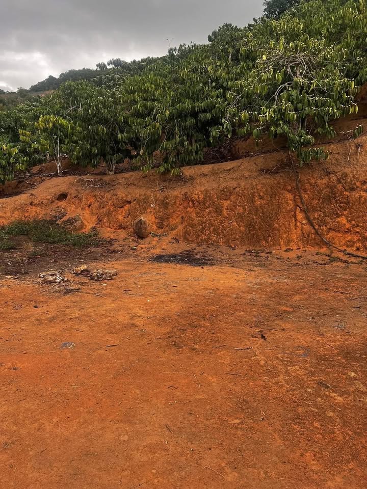 Đất Vườn Phú Sơn Lâm Hà 1800m² - Sổ hồng rõ ràng, giá 1.5 tỷ