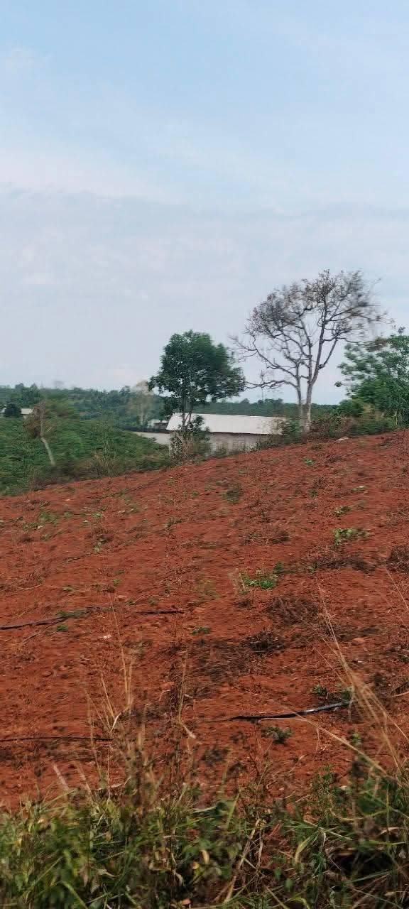 Đất Vườn 3240m² Phúc Thọ, Lâm Hà - Giá Đầu Tư 3.8 Tỷ