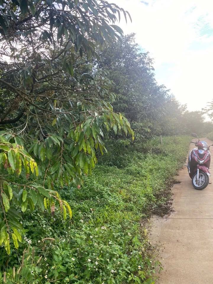 Đất vườn Đắk Ha 2000m² 868 triệu - Cơ hội đầu tư dài hạn!