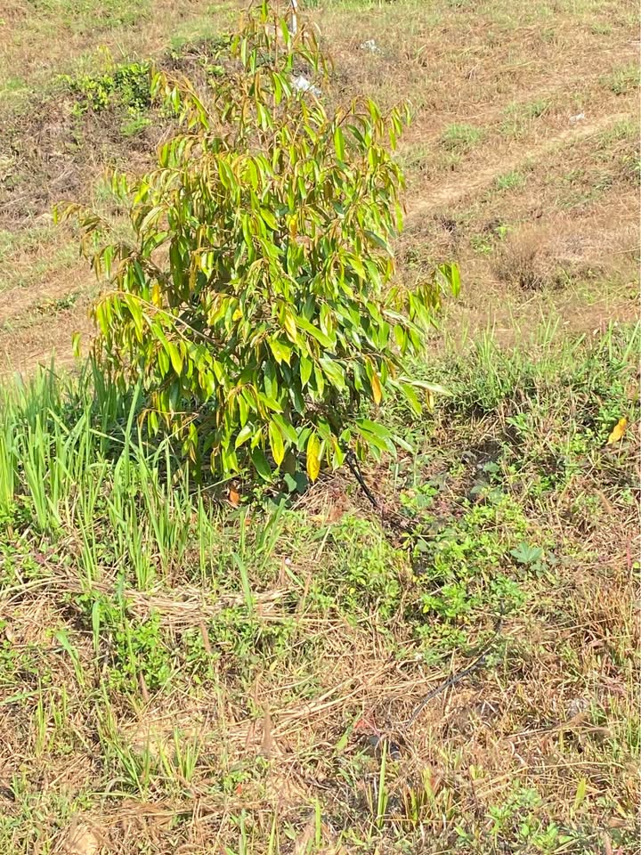 Bán Gấp Đất Farm 3ha Gia Lai - Sổ Đỏ, Cafe, Sầu Riêng, Hồ Riêng