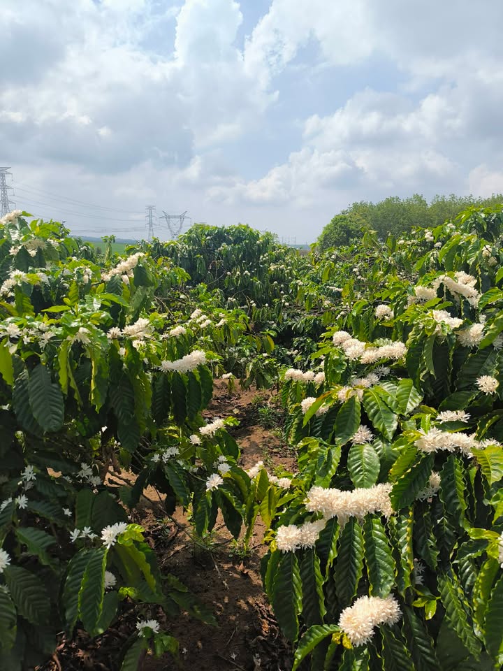 Đất rẫy Hòa Phú Chư Păh 3.6ha - Ô tô vào tận nơi, sổ đỏ sẵn!