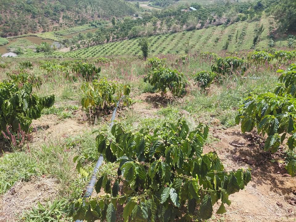 Đất Vườn Lâm Hà 4800m² 2.2 tỷ - Sinh thái xanh, đầu tư bền vững!