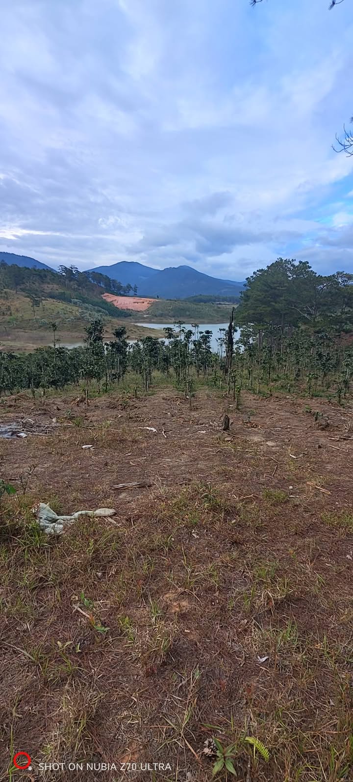 Bán Đất Nông Nghiệp Lạc Dương, Lâm Đồng - 5000m² Sổ Hồng Sẵn Sàng