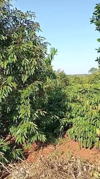 Đất Rẫy Cư M'gar 2.5ha - Đầu Tư Dài Hạn, Sinh Lời Vượt Trội!