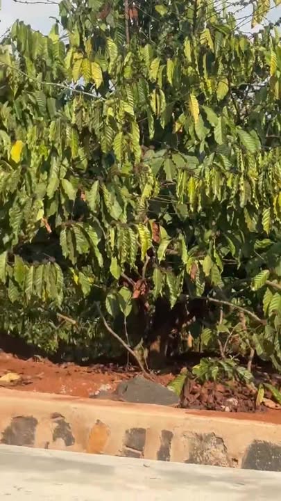 Bán Đất Thị Trấn Ia Kha - 7800m² View Đẹp, Mặt Đường Bê Tông 90m - Giá 2.2 Tỷ