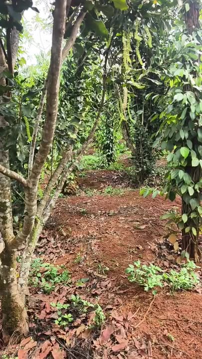 Đất Nền Thôn Tuy Đức, Gia Nghĩa 1.9ha giá 3.2 tỷ - Sổ đỏ chính chủ