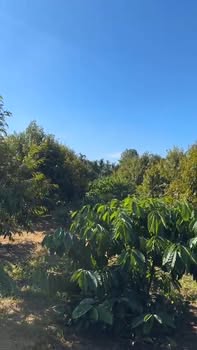 Đất Vườn Ea Súp 1.6 hecta - Đường ô tô, tiềm năng tăng giá!