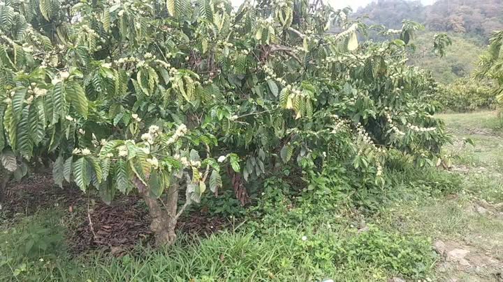 Bán đất farm 2160m² Quảng Phú, Đắk Nông - Sổ đỏ, kinh doanh hiệu quả