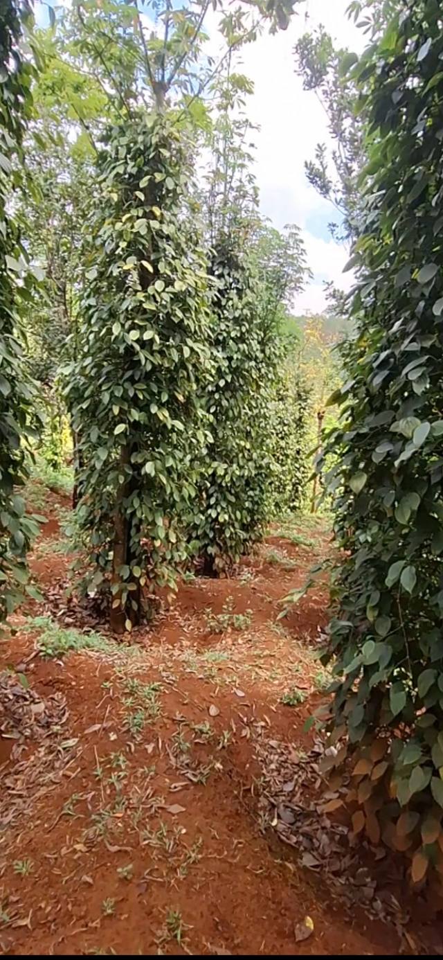 Đất Vườn 1.3ha Quảng Trực, Đắk Nông – Sinh Thái Xanh, Đầu Tư Bền Vững