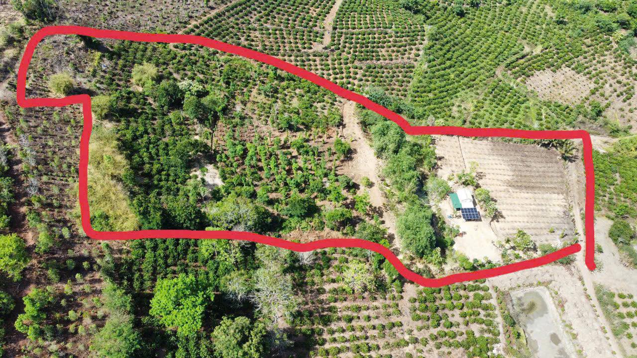 Farm 15000m² Tam Giang, Cà Mau - Thu nhập 650tr/năm, Giá 2.2 tỷ