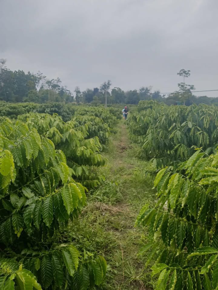 Đất nền Cư M'gar Đắk Lắk 5500m² - Đường to ô tô tận nơi!