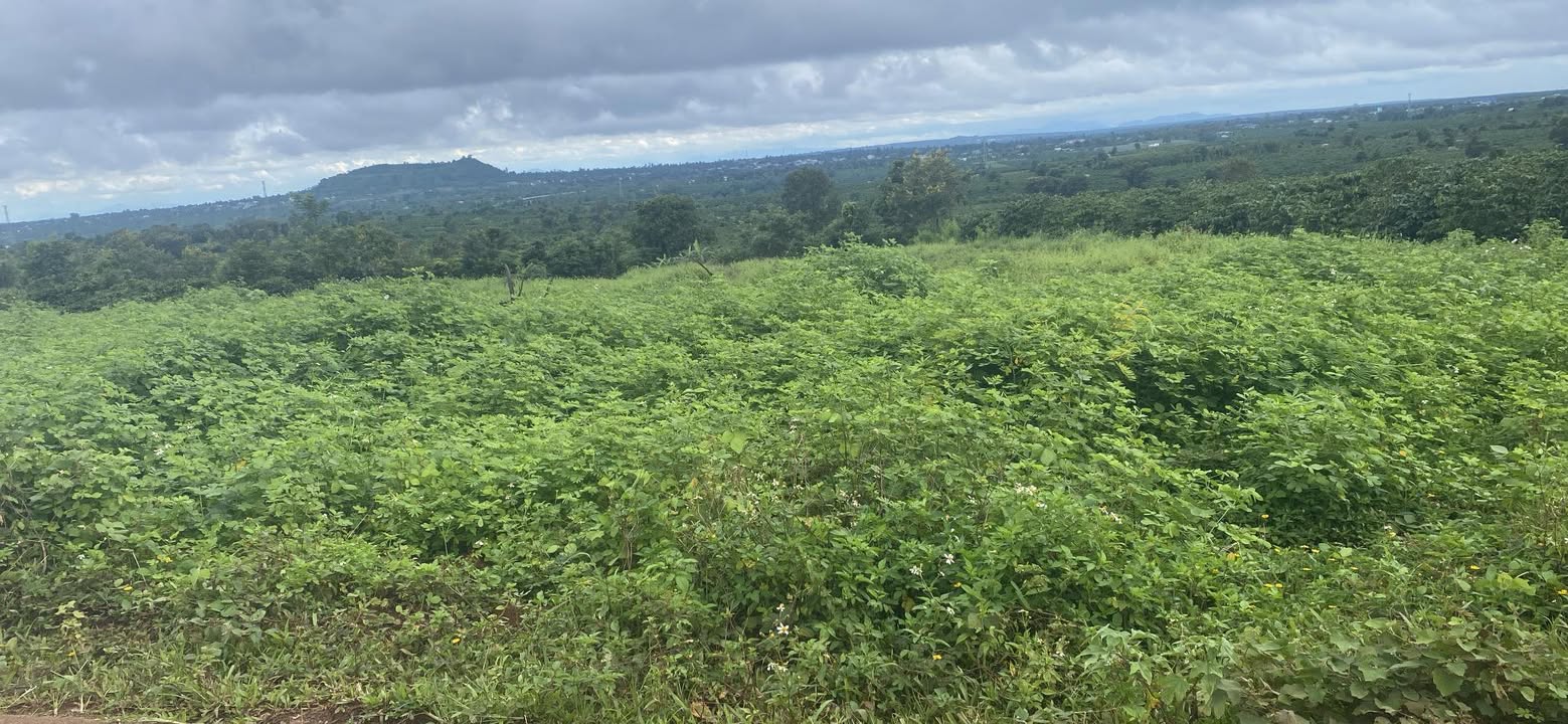 Bán Đất 18000m² Mặt Tiền Đường Tránh Đak Đoa, Gia Lai - Lý tưởng làm Kho Xưởng