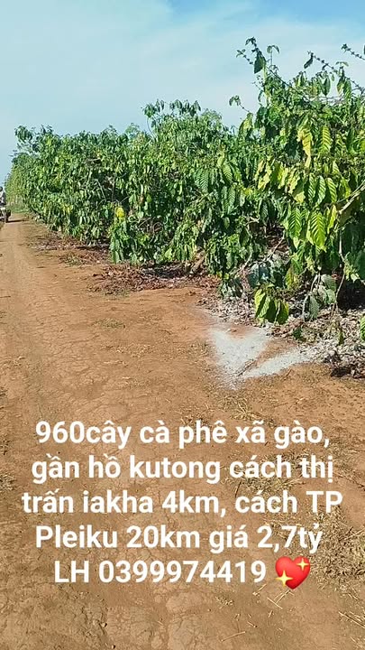 Đất nền Thị trấn Iakha, Chư Păh 8300m² - Sổ hồng chính chủ