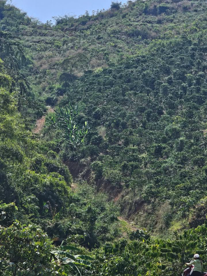 Đất Cao Su 1ha Xã N'Thol Hạ, Đức Trọng - Giá Đầu Tư 300 Triệu/ha