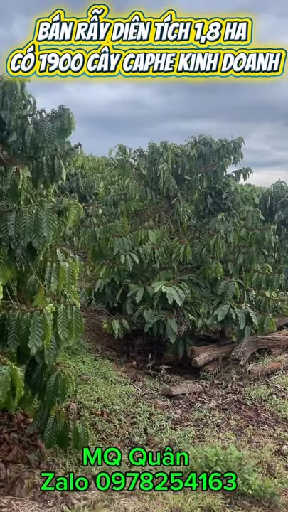 Đất vườn Chư Sê Gia Lai 1.8ha 4 tỷ - Nguồn thu ổn định!