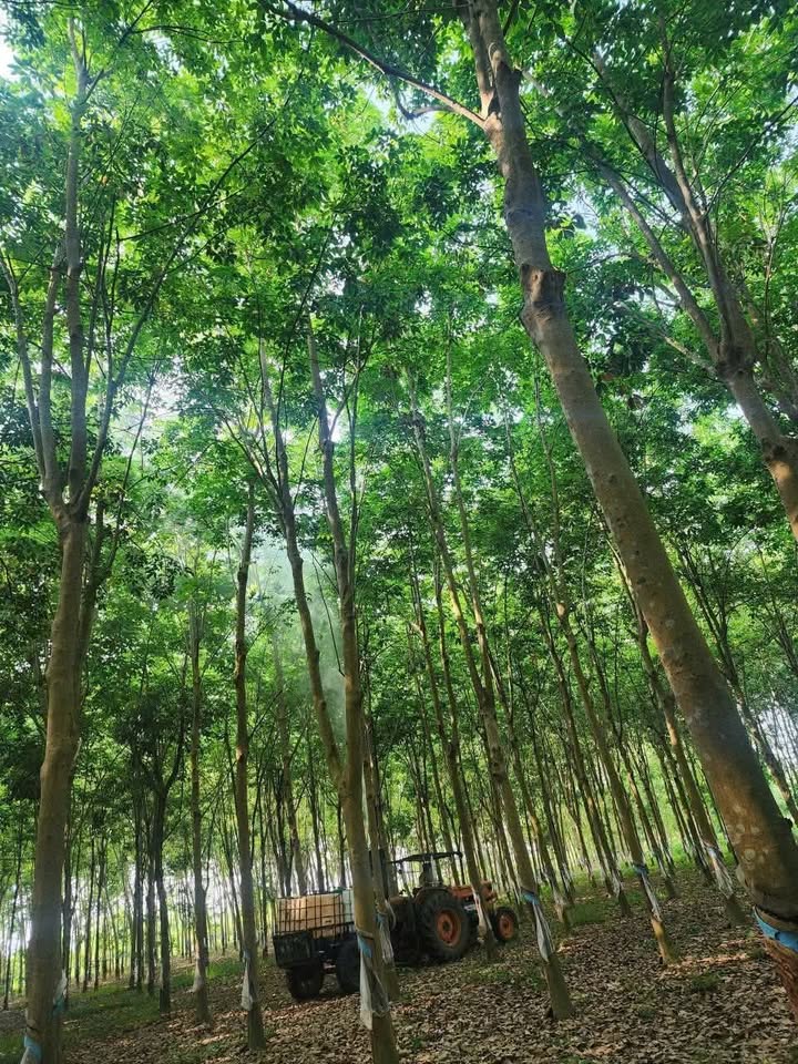 Đất vườn Nam Chính 1.2ha - Cao su thu hoạch, 4.5 tỷ!