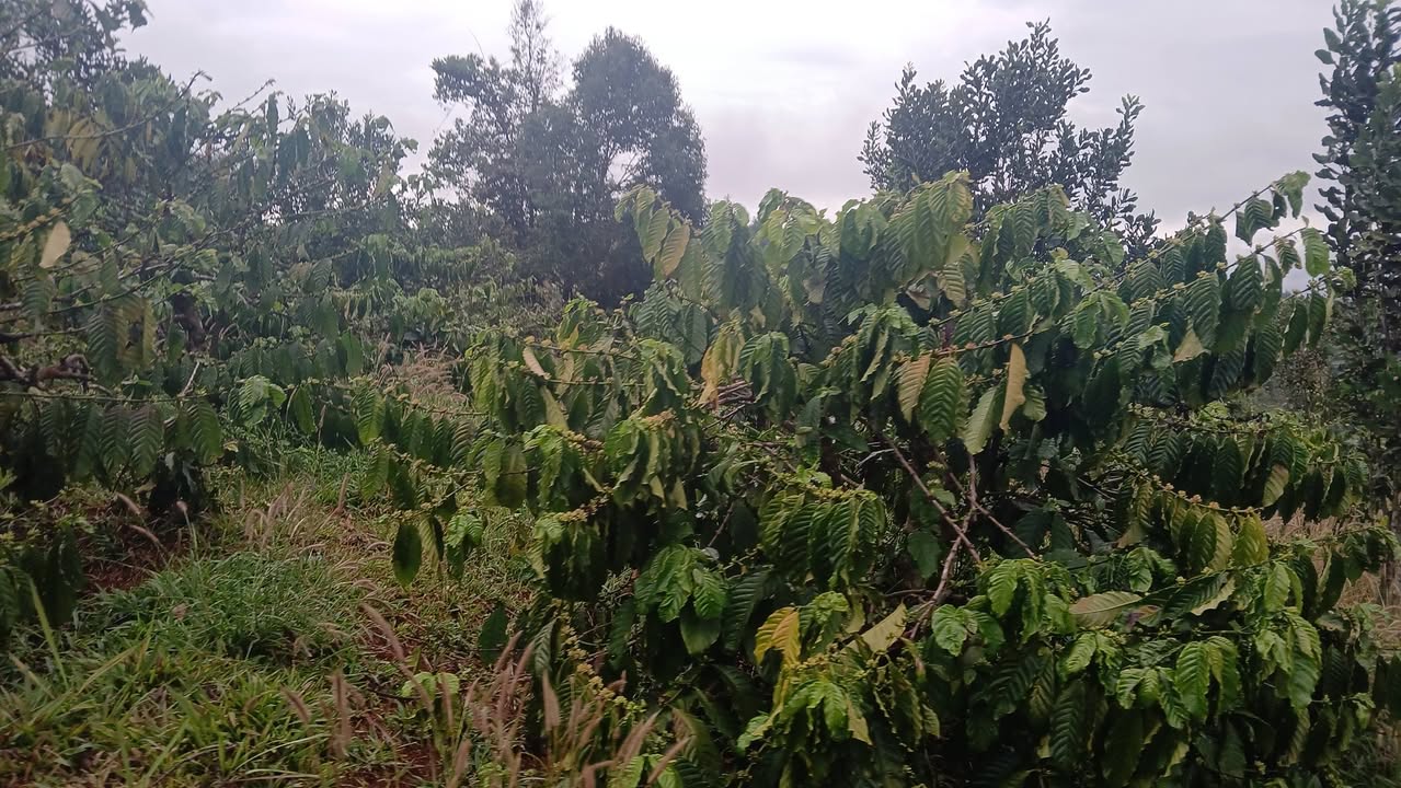 Bán Gấp Farm 3.6 Sào Đắk Búk So, Tuy Đức - Giá Đầu Tư 500 Triệu